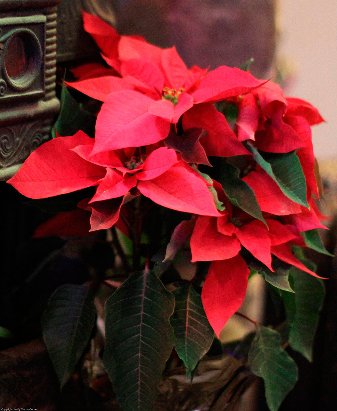 Some manipulation of light and water can help encourage gift plants to bloom during the holiday season. Photo by Sandy Cortez