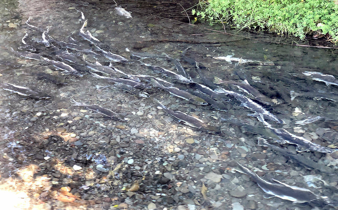 Salmon rest in a side channel of the Dungeness River at Railroad Bridge Park in Sequim on Sept. 23. Thousands of the fish were making their way upriver to their spawning grounds. Photo by Keith Thorpe/Olympic Peninsula News Group