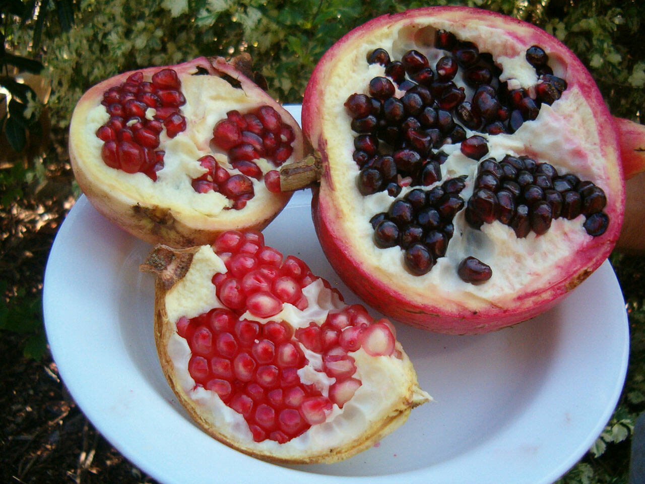 Learn to grow pomegranates in your own garden from Tom Del Hotal at the next Green Thumbs Garden Tips presentation set for noon-1 p.m. on Thursday, Oct. 14, on Zoom.