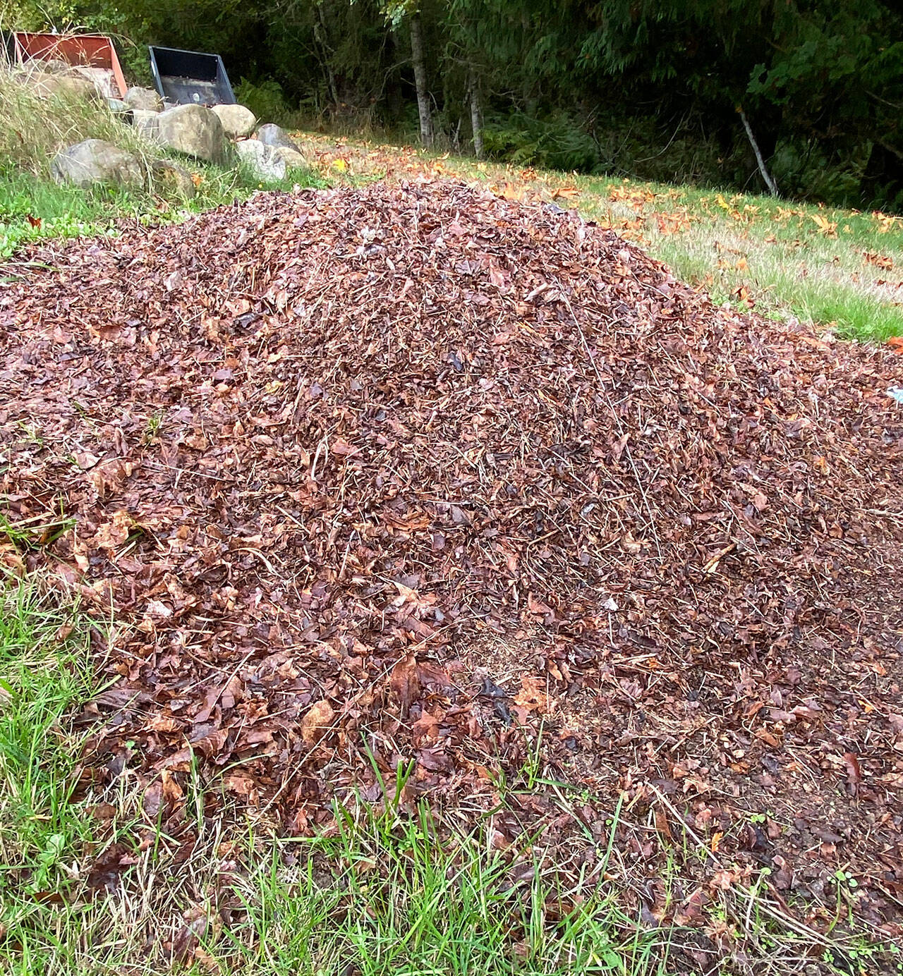 Those with a lot of leaves to collect in the fall can turn those piles into leaf mold, one of the best mulches or soil conditioners one can make and an easy way to cold compost leaves. Photo by Sandy Cortez