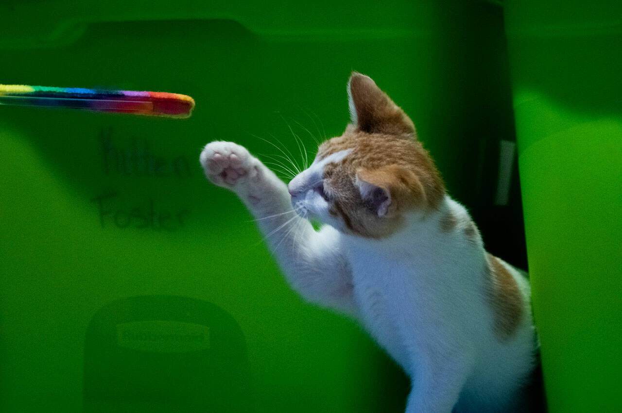 A kitten plays in front of the big bins filled with supplies for foster families caring for kittens in the Olympic Peninsula Humane Society’s foster program.
Sequim Gazette photo by Emily Matthiessen