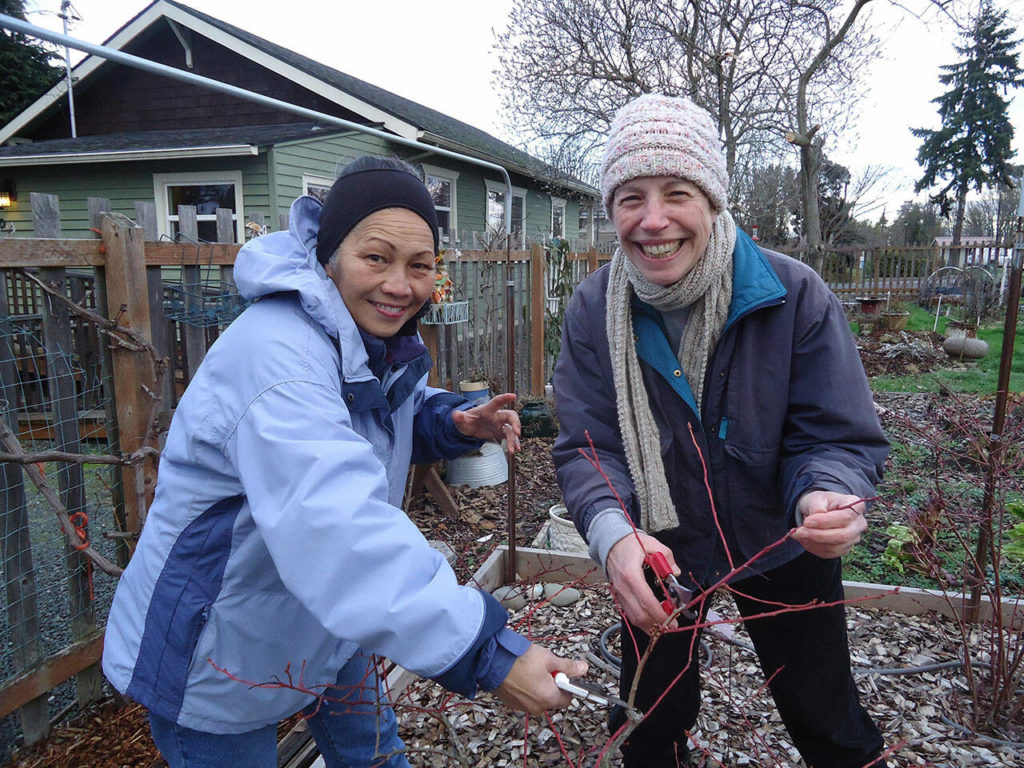 Learn how to prune blueberries for productivity | Sequim Gazette