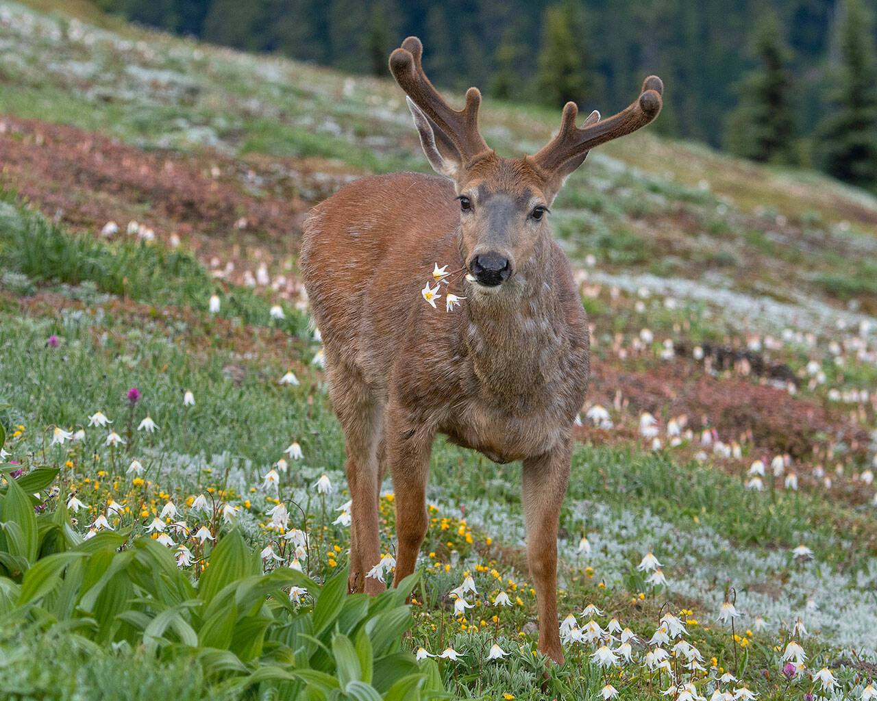 A Black-tailed deer buck eats Avalanche lilies at Obstruction Point in Olympic National Park. Photo by Ken and Mary Campbell