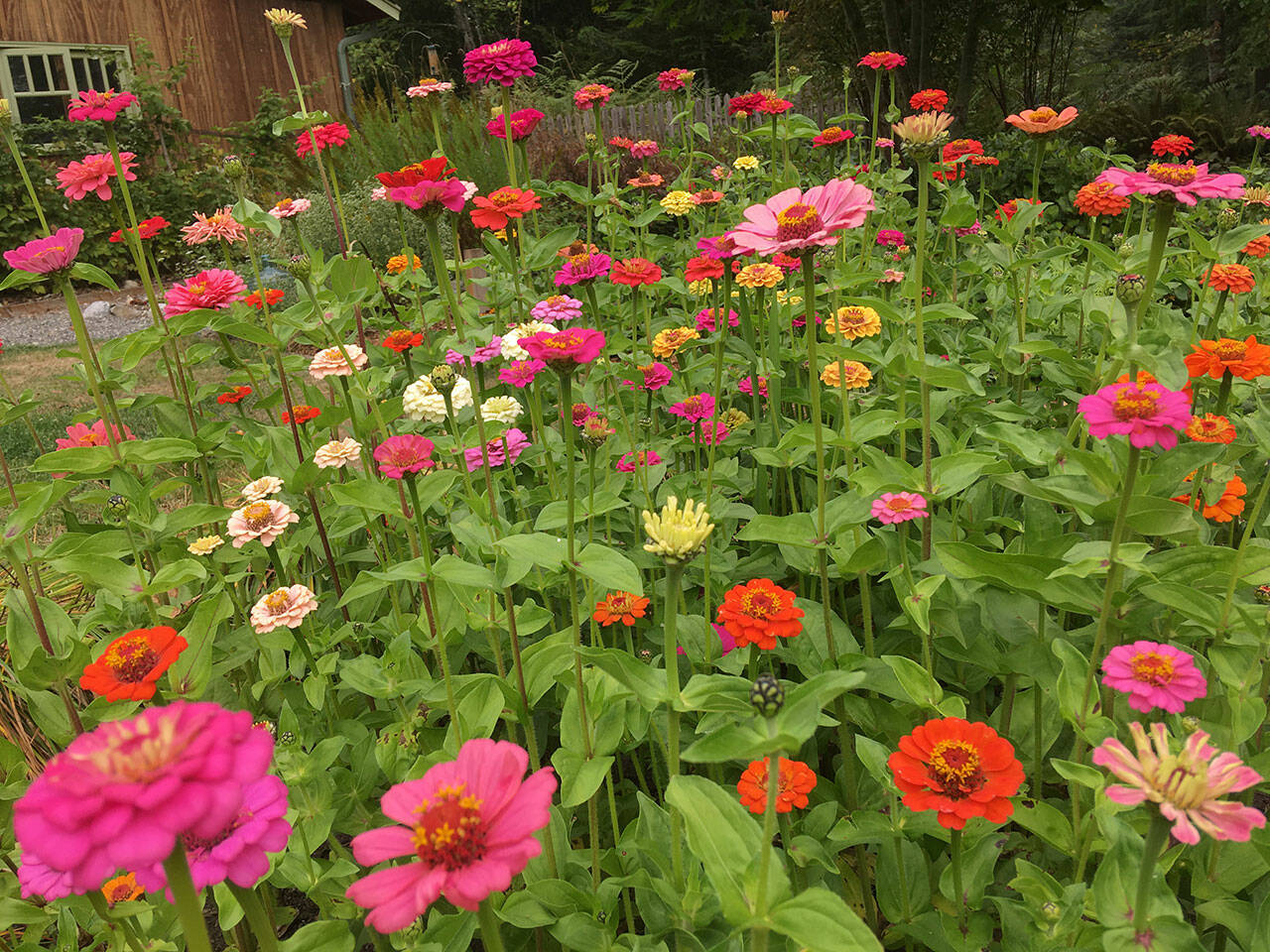 Zinnias have a variety of blossom shapes including daisy-like flowerheads with a single or double row of flat petals (as shown here), flowers with multiple rows of petals and no visible center, and dome-shape blossoms that look somewhat like a beehive.