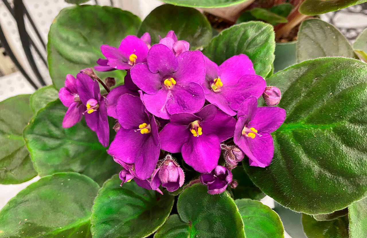 Photo by Sandy Cortez
Some houseplants, such as African violets, don’t like direct sunlight and prefer bright, indirect light.