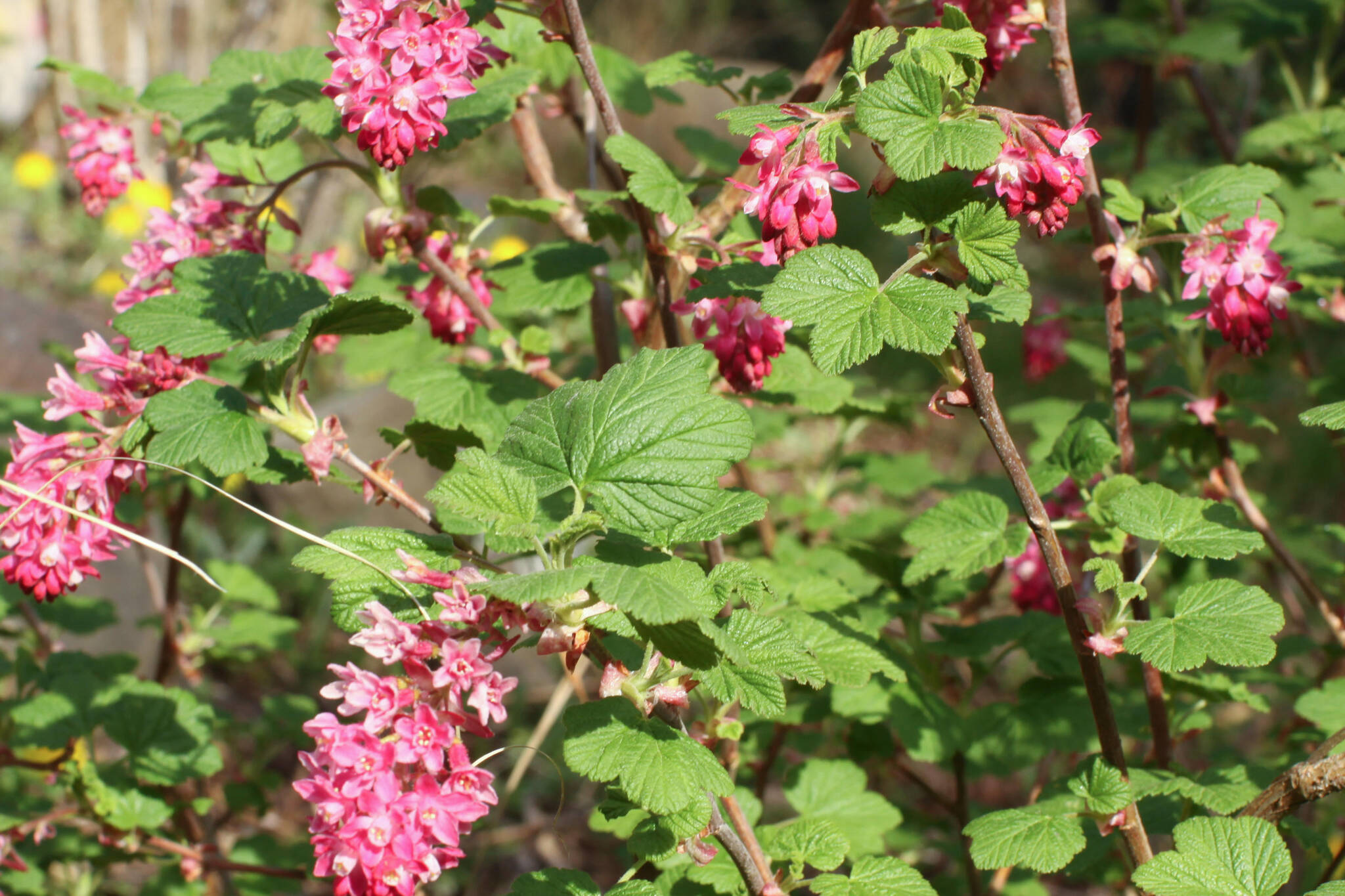 Image of Fatsia japonica flowers with red stems