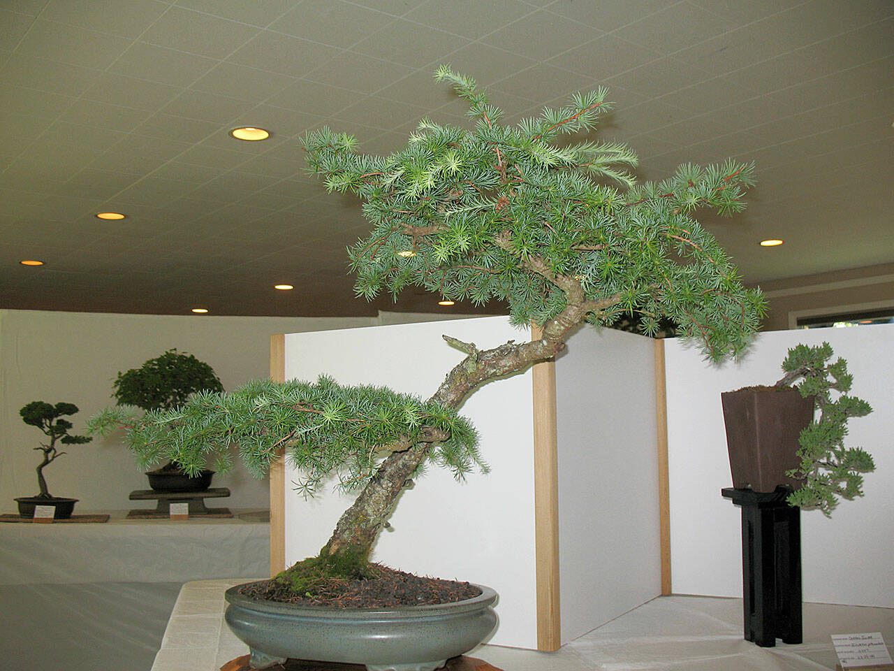 Photo courtesy Ron Quigley
This bonsai is one of many bonsai trees on display on July 2 from the Dungeness Bonsai Society in Pioneer Memorial Park’s clubhouse.