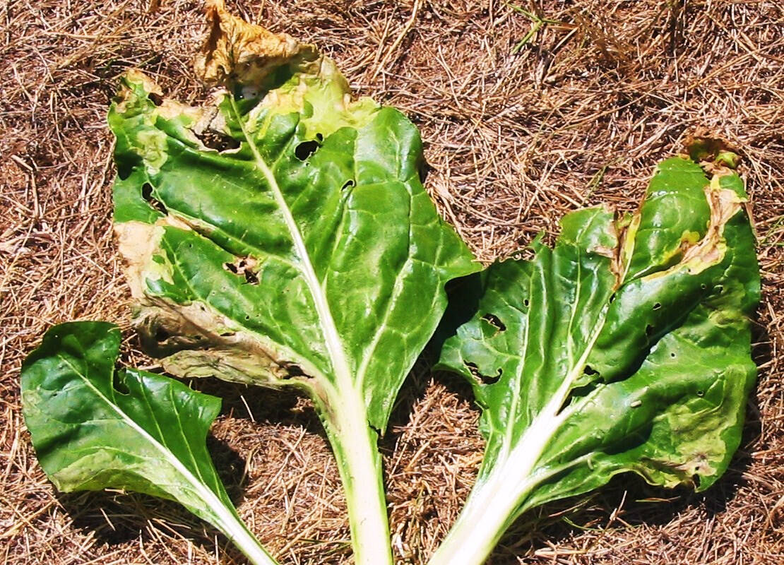 Photo by Bob Cain
Typical leaf miner damage on Swiss chard leaves with yellowing and death of isolated portions of leaf tissue.