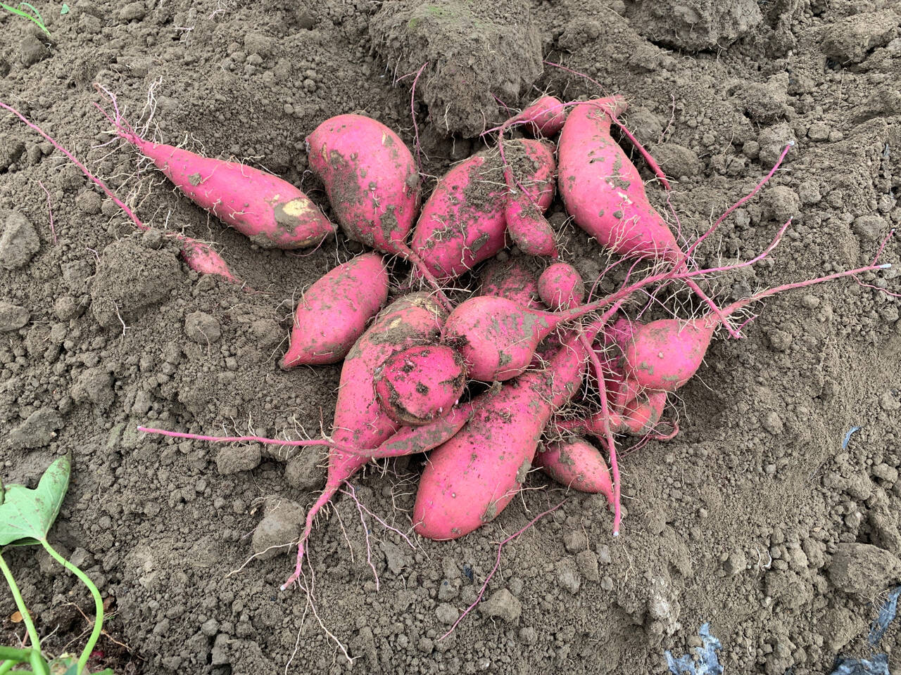 Submitted photo
Find out how new vegetable varieties like sweet potatoes (pictured) and cantaloupe may be an option for a vegetable garden on the Olympic Peninsula, as Carol Miles, director of Washington State University’s Mount Vernon Northwestern Washington Research and Extension Center, presents “New Vegetable Varieties” from noon-1 p.m. Thursday, Aug. 11, on Zoom.