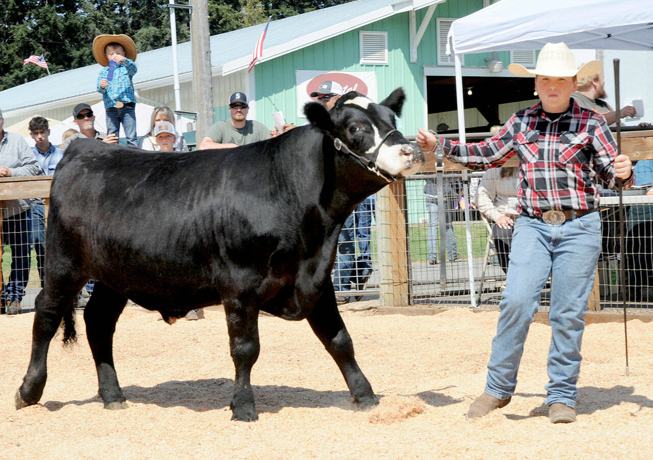 Photo by Keith Thorpe/Olympic Peninsula News Group
Cole Anderson, 14, of Port Angeles, a member of the East Clallam Livestock 4H Club, shows off his Angus-cross steer, Oreo, in the Clallam County Fair auction ring. The 1,200-pound steer fetched $10.50 per pound at the sale.