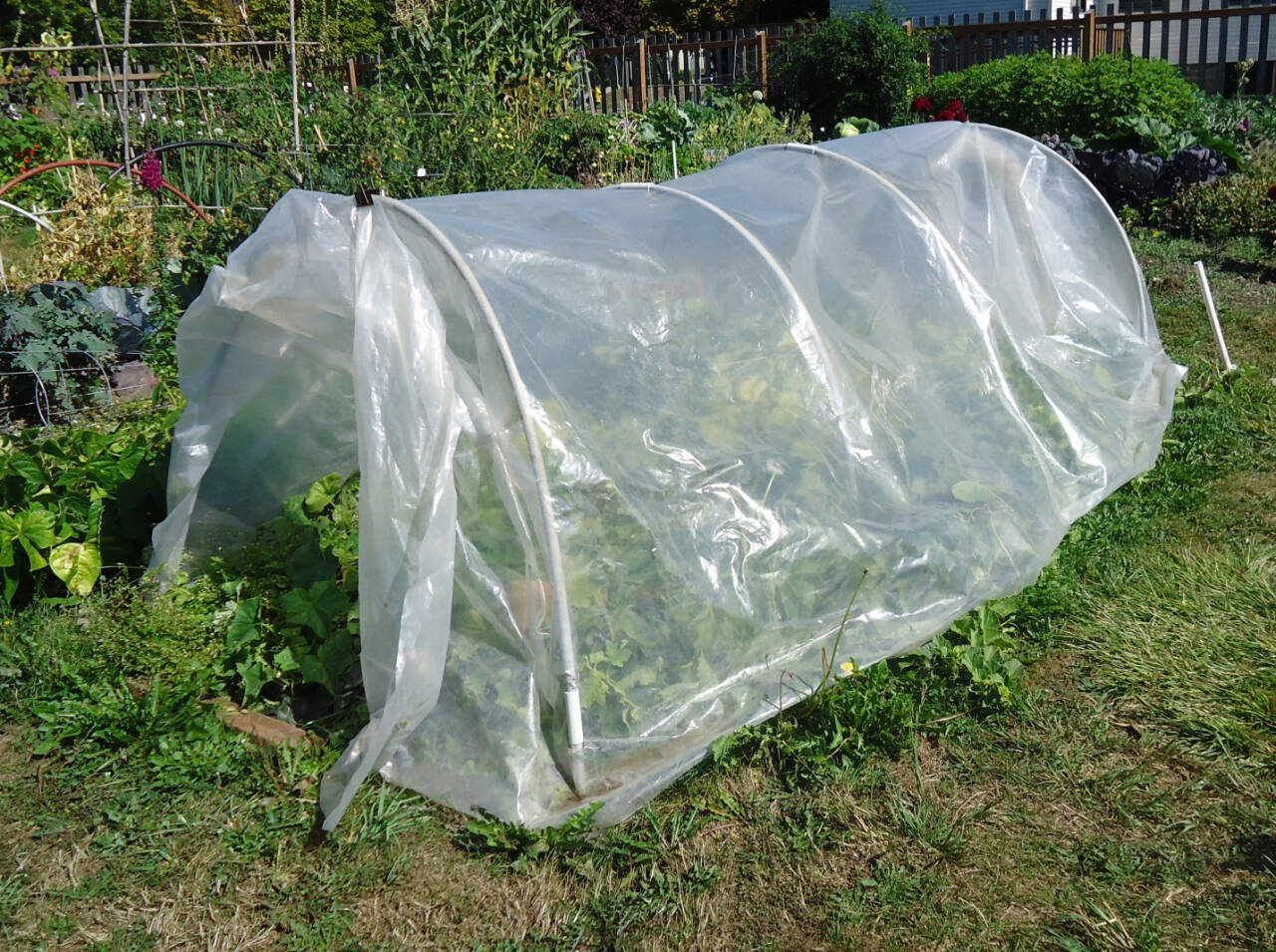 Photo by Lorrie Hamilton
Be sure to ventilate low tunnels during the day by rolling up the ends (as shown in this photo) or side panels to prevent excessive heat that can kill plants and high moisture levels that can contribute to fungal diseases during the cool winter months.