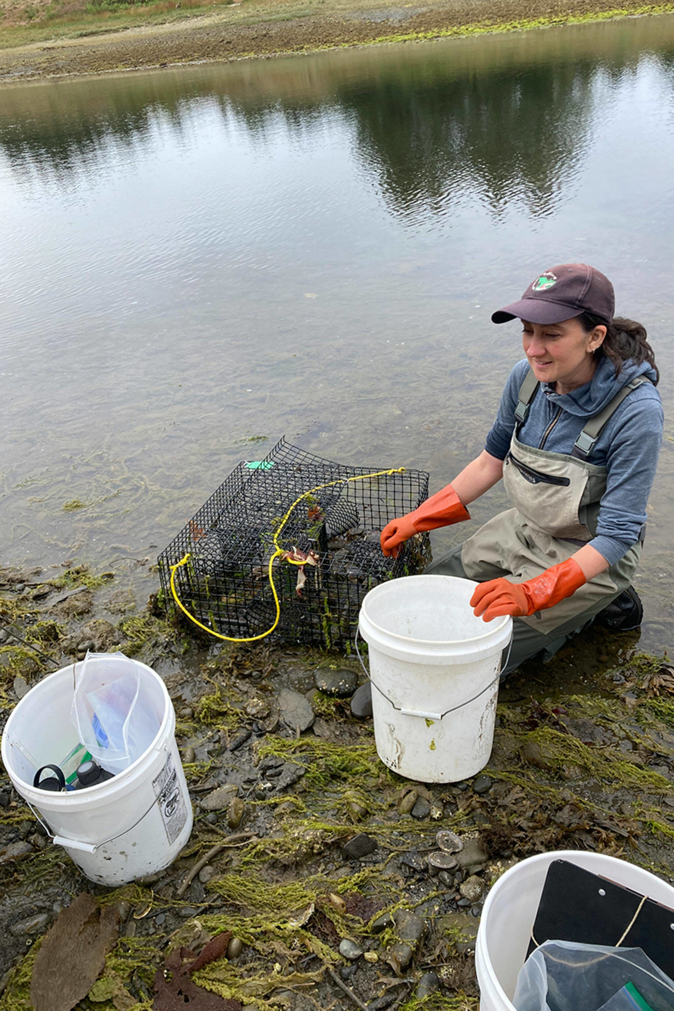 Invasive green crab presence remains on Olympic Peninsula | Sequim Gazette