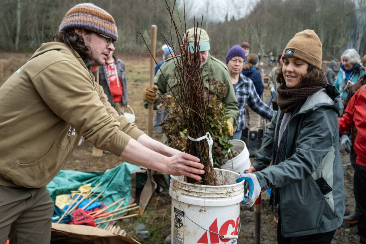 Photo by Charles Espey / Staffers with the North Olympic Salmon Coalition pass out plants to volunteers at the Dungeness River side channel on Jan. 28.