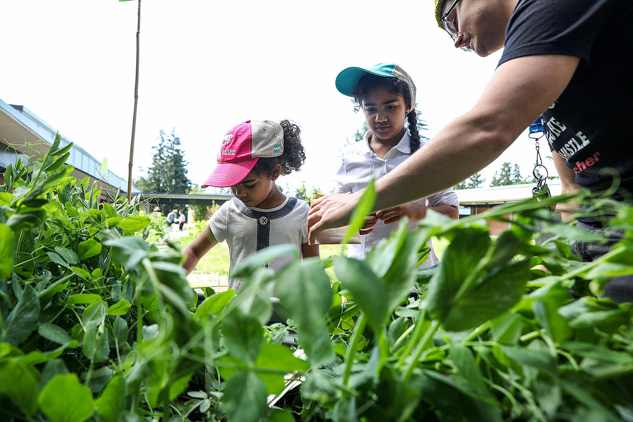 How To Plant Vegetable Seeds Directly In The Ground