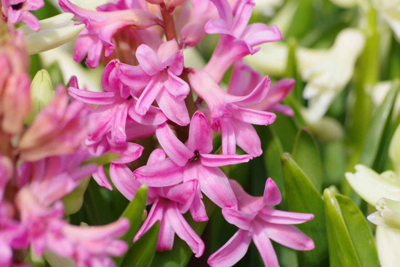 Photo by Leslie A. Wright / Check out hyacinths (pictured) and other blooming flowers during a “Work to Learn” party on Saturday, April 22, at the Sequim Botanical Garden Terrace Garden in Sequim.