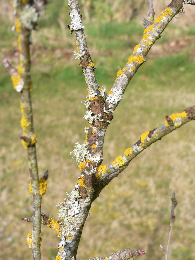 Photo courtesy of Clallam County Master Gardeners /