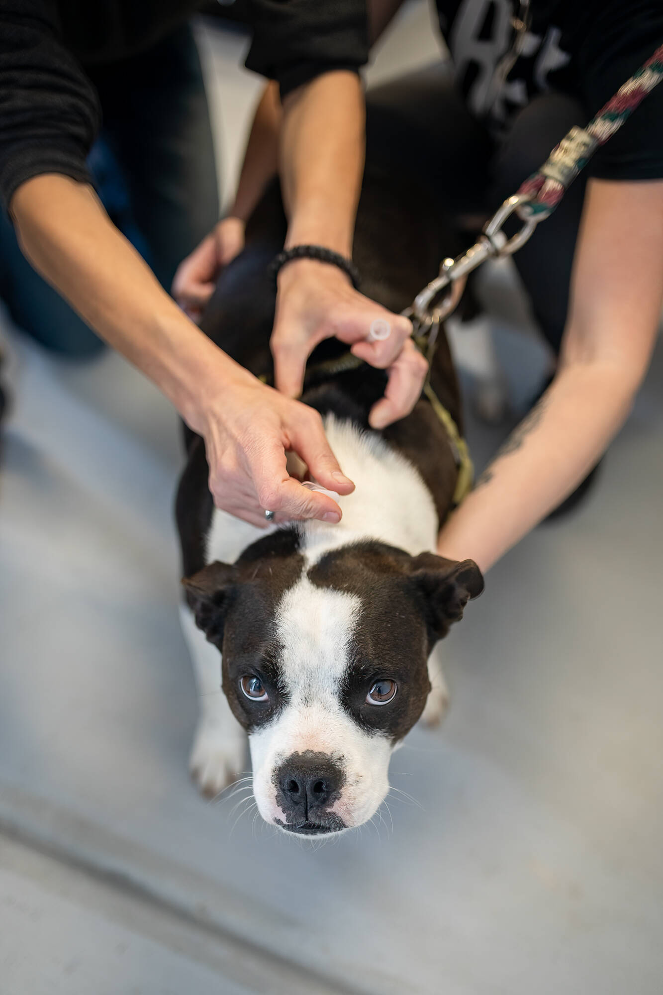 Photo courtesy of Olympic Peninsula Humane Society / The Olympic Peninsula Humane Society offers a free vaccine and microchip clinic for cats and dogs on Thursday, May 4.