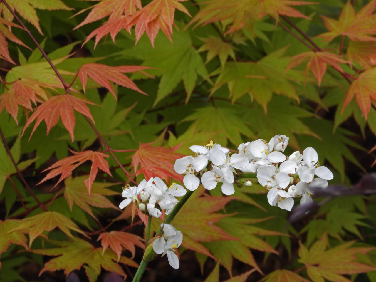 Photo by David Whiting / Learn how to create a thriving, interesting garden year-round with experts David Whiting and Jeff de Jong at the Green Thumb Education Series presentation “Forty Plants, Four Seasons,” set for noon-1 p.m. Thursday, May 11, at the Port Angeles Library. Pictured is New Zealand-native libertia.