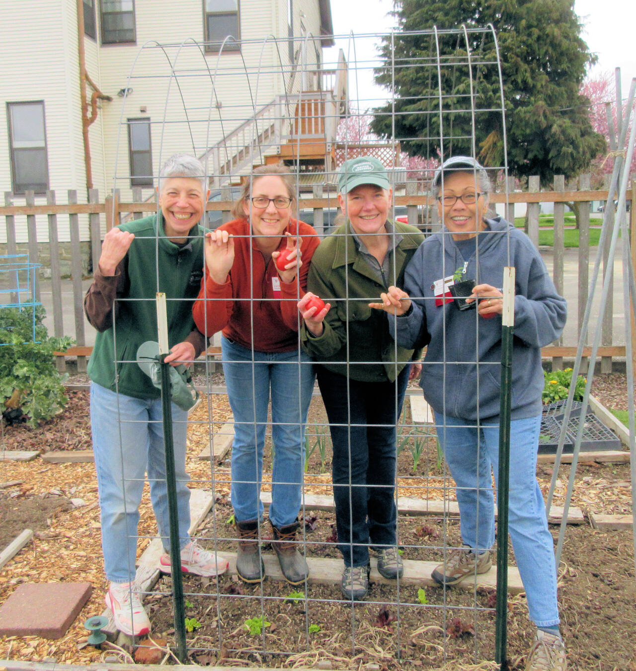 Photo by Paul Green / Learn the tricks necessary to produce vine-ripened tomatoes in the backyard with the Digging Deeper Educational Series event set for 10:30 a.m. Saturday, May 20 at the Woodcock Demonstration Garden. Presenting “Grow Tomatoes Well on the North Olympic Peninsula,” veteran Clallam County Master Gardeners (from left) Jeanette Stehr-Green, Laurel Moulton Jan Bartron and Audreen Williams will demonstrate a DIY cattle panel hoophouse to protect tomatoes in our area’s cool climate. Six-millimeter plastic sheeting will be placed over the top and sides to trap heat and protect the developing plants.