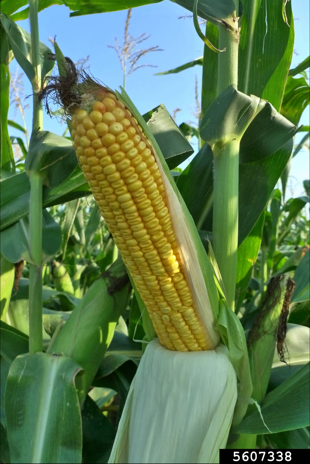 Photo by Gerald Holmes, Strawberry Center, Cal Poly San Luis Obispo, Bugwood.org / Growing corn on the North Olympic Peninsula can be challenging, but it can be done with some careful planning.