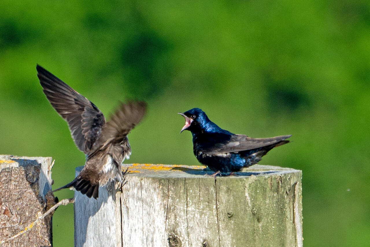 Backyard Birding series puts spotlight on Purple martins | Sequim Gazette