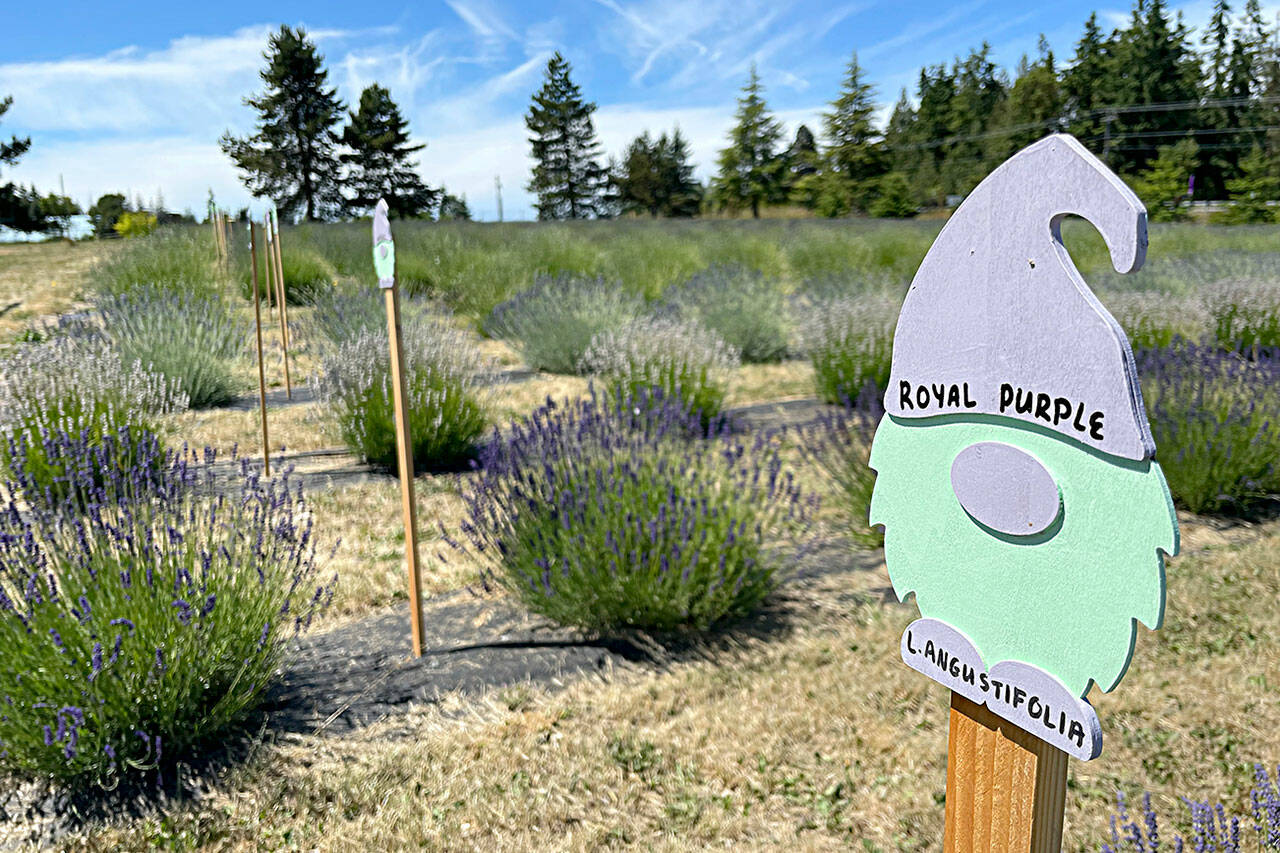 Sequim Gazette photo by Matthew Nash
Gnomes are a constant theme at Gnomelicious Lavender Farm, including on placards in the U-cut lavender fields by the entrance to the farm. “We wanted to have something fun and playful with a relaxed vibe,” said farm co-owner Ashley Reddicks.