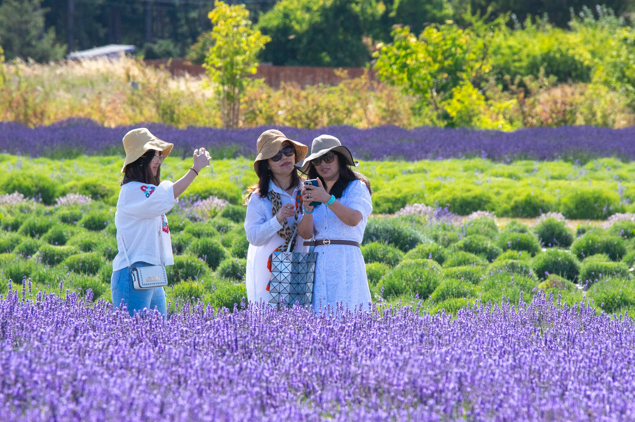 Lavender Sachets | B&B Family Lavender Farm