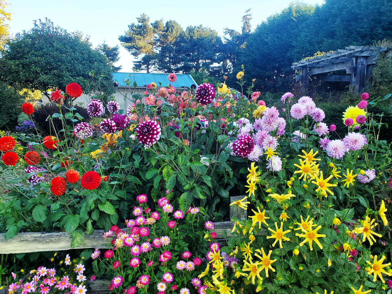 Photo by Gary McLaughlin
Find out how to add some “pop” to your garden by growing dahlias. Join Clallam County Master Gardener Gary McLaughlin for the Green Thumb Education Series presentation “Growing Dahlias Successfully,” set for noon-1 p.m. Thursday, Aug. 24, at the Port Angeles Library.