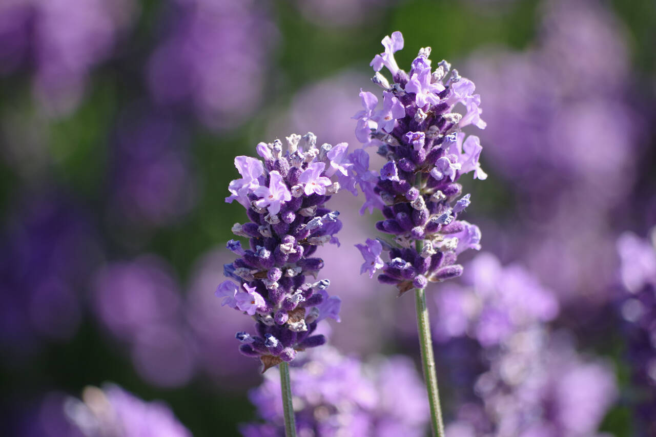 Photo by Leslie A. Wright / Learn all about lavender at the Sequim Botanical Garden Society’s next “Work to Learn” party, set for Saturday, Aug. 26, at the Terrace Garden at Carrie Blake Community Park.