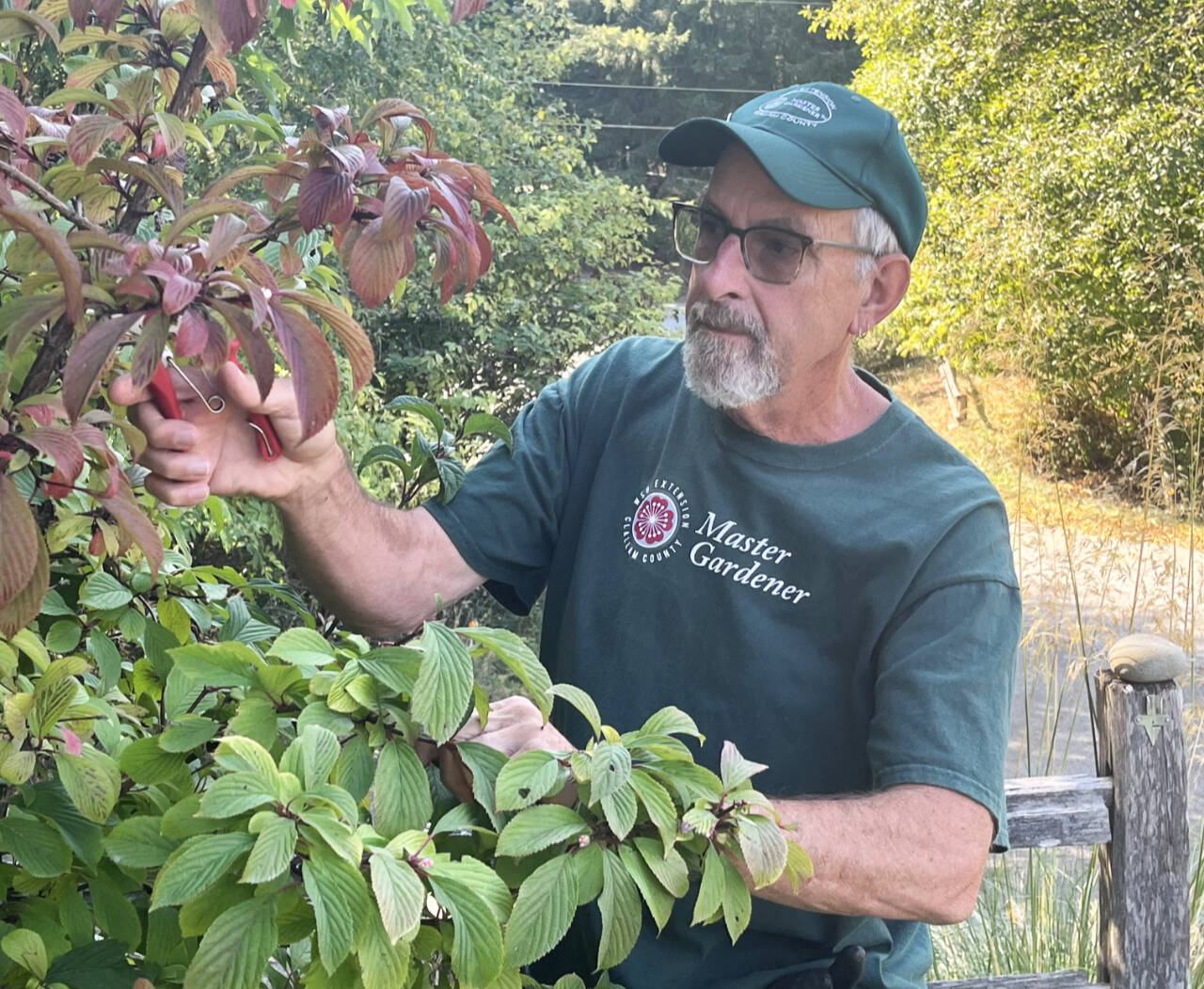 Photo by Keith Dekker / Find out how pruning techniques like pollarding, coppicing and espalier can help your trees and shrubs grow in new and more productive ways from Clallam County Master Gardener Keith Dekker. He’ll present “Pruning — Beyond the Basics: Espalier, Pollarding, and Coppicing,” from noon-1 p.m. on Thursday, Sept. 28, at the Port Angeles Library.