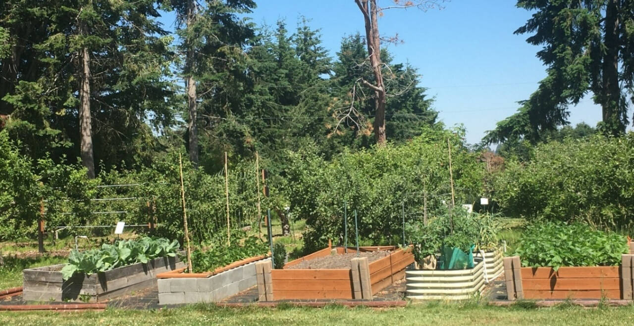 Photo by Anna Plager
Raised beds are made of differing materials, as seen at the Woodcock Demonstration Garden in Sequim.