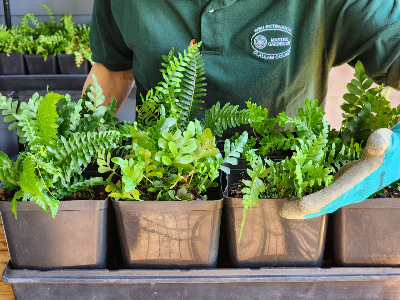 Photo by Sara Farinelli
Learn how you can grow and reproduce ferns when Clallam County Master Gardener Sara Farinelli presents “Propagating Ferns” at the next Green Thumb Education Series event set for noon-1 p.m. on Thursday, Oct. 26, at the Port Angeles Library.