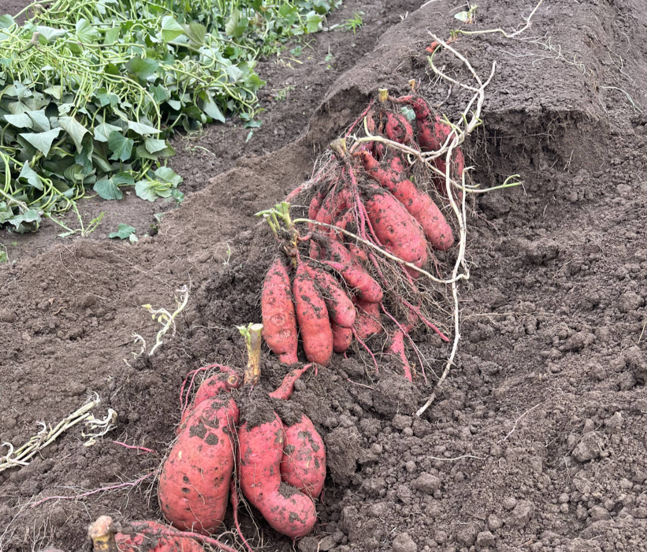 Photo by Laurel Moulton
Find out how to grow sweet potatoes — like this Georgia Jet variety — west of the Cascades. Join Laurel Moulton, WSU Clallam County Extension regional horticulture specialist Laurel Moulton, at a Green Thumb Education Series presentation, “Growing Sweet Potatoes,” from noon-1 p.m. Thursday, Dec. 14, at the Port Angeles Library.