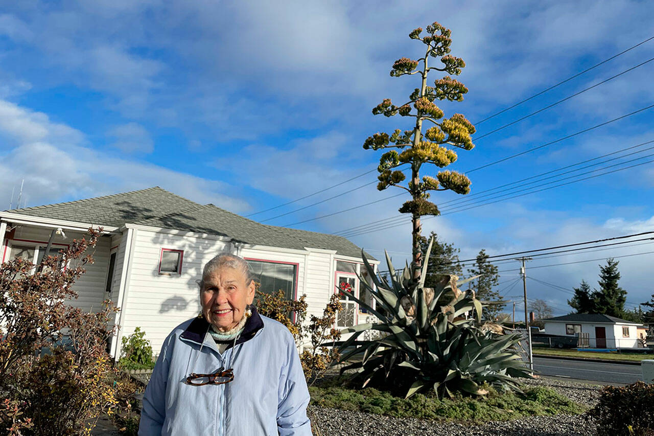 Sequim Gazette photo by Matthew Nash/ After 28 years, Isobel Johnston’s agave plant started to bloom this summer to about 22 feet. “I never ever thought it’d get that tall,” she said.