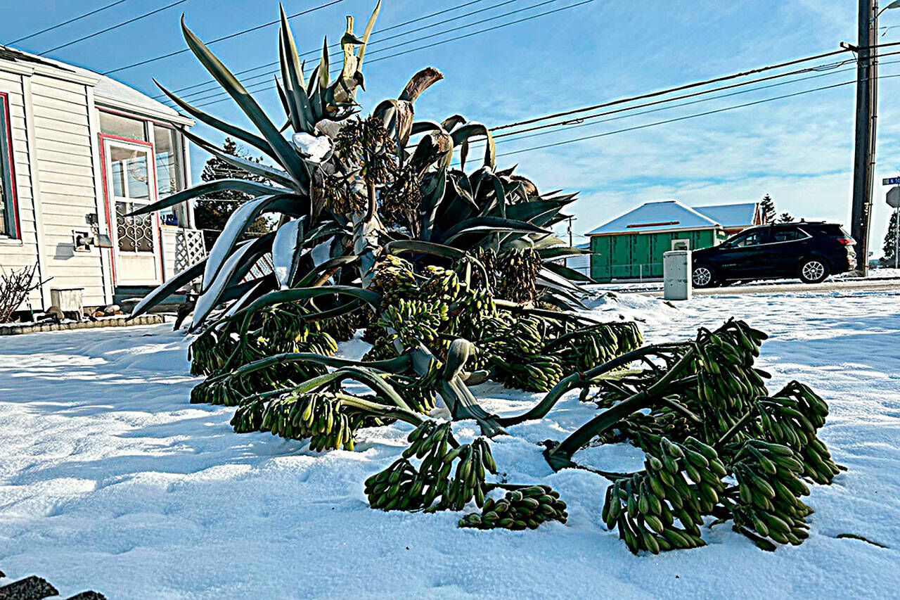 Sequim Gazette photo by Matthew Nash
Isobel Johnston’s 22-foot agave plant fell sometime between the night of Jan. 14 and the morning of Jan. 15.