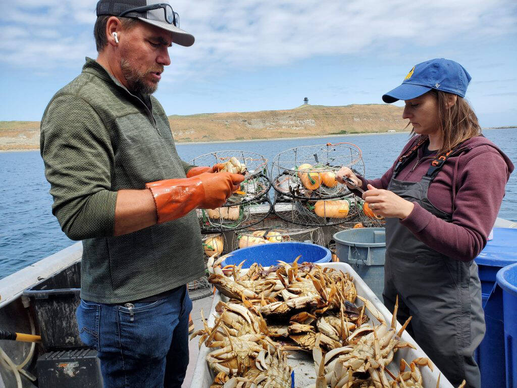 Photo courtesy of Jamestown S’Klallam Tribe/Northwest Indian Fisheries Commission
Jamestown S’Klallam tribal fisherman Josh Chapman and Jamestown S’Klallam Tribe shellfish manager Liz Tobin measure Dungeness crab samples as part of the genetics project.