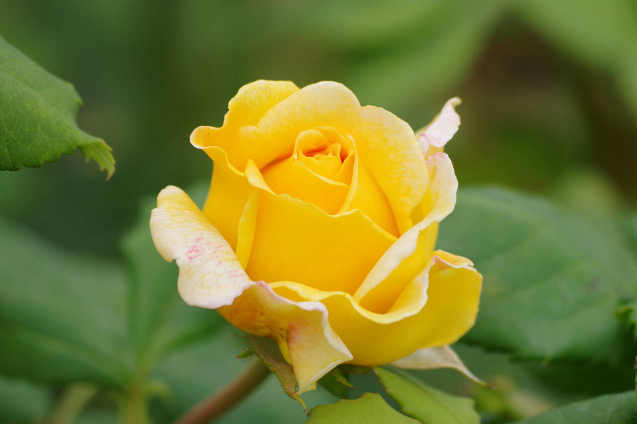 Photo by by Leslie A. Wright
A golden rose blooms at the Sequim Botanical Garden. Learn all about how to prune roses at the next Work to Learn Party set for Feb. 24.