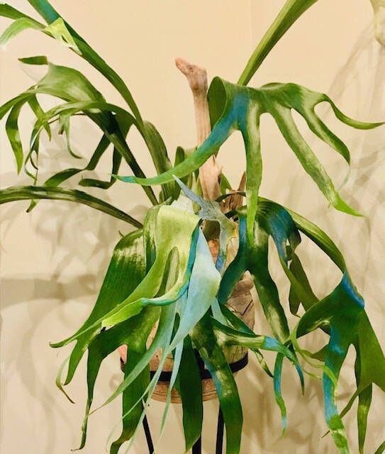 Photo by Susan Kalmar
Staghorn Fern growing in rock bark mix thrives as a houseplant.