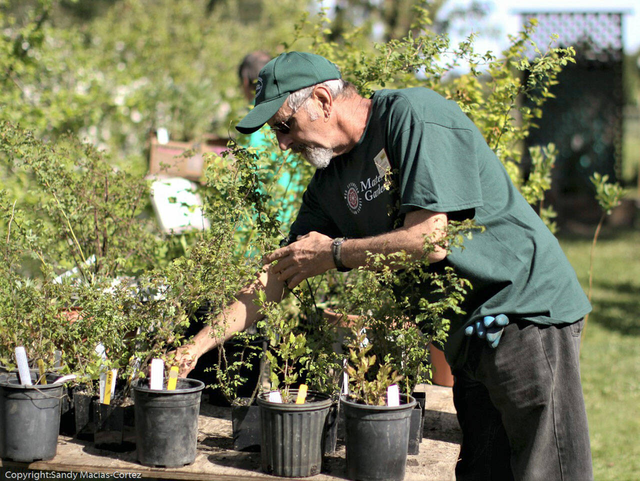 Photo by Sandy Macias-Cortez/Clallam County Master Gardeners
Master Gardener Keith Dekker works in Sequim’s Woodcock Demonstration Garden, headquarters for the Clallam County Master Gardeners’ plant sale. This year’s sale is set for 9 a.m. on Saturday, May 4, at the Woodcock Demonstration Garden, 2711 Woodcock Road.