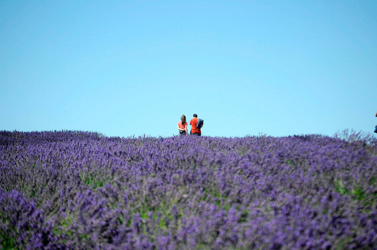 Sequim Gazette file photo by Matthew Nash/ Revisions to Clallam County’s code propose provisions for farms countywide, such as requiring guides for farm tours or clearly marked areas visitors can go. Retail stores are also proposed to be 1,000 square feet or less.