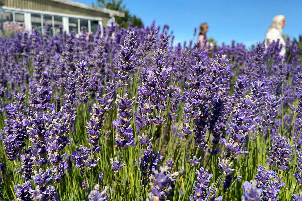 Sequim Gazette file photo by Michael Dashiell
Clallam County commissioners will soon consider regulations to area farms, such as Sequim’s lavender farms, that set sizes for retail stores and greenhouses, provisions for U-pick and farm tours, and many other agricultural accessory uses.