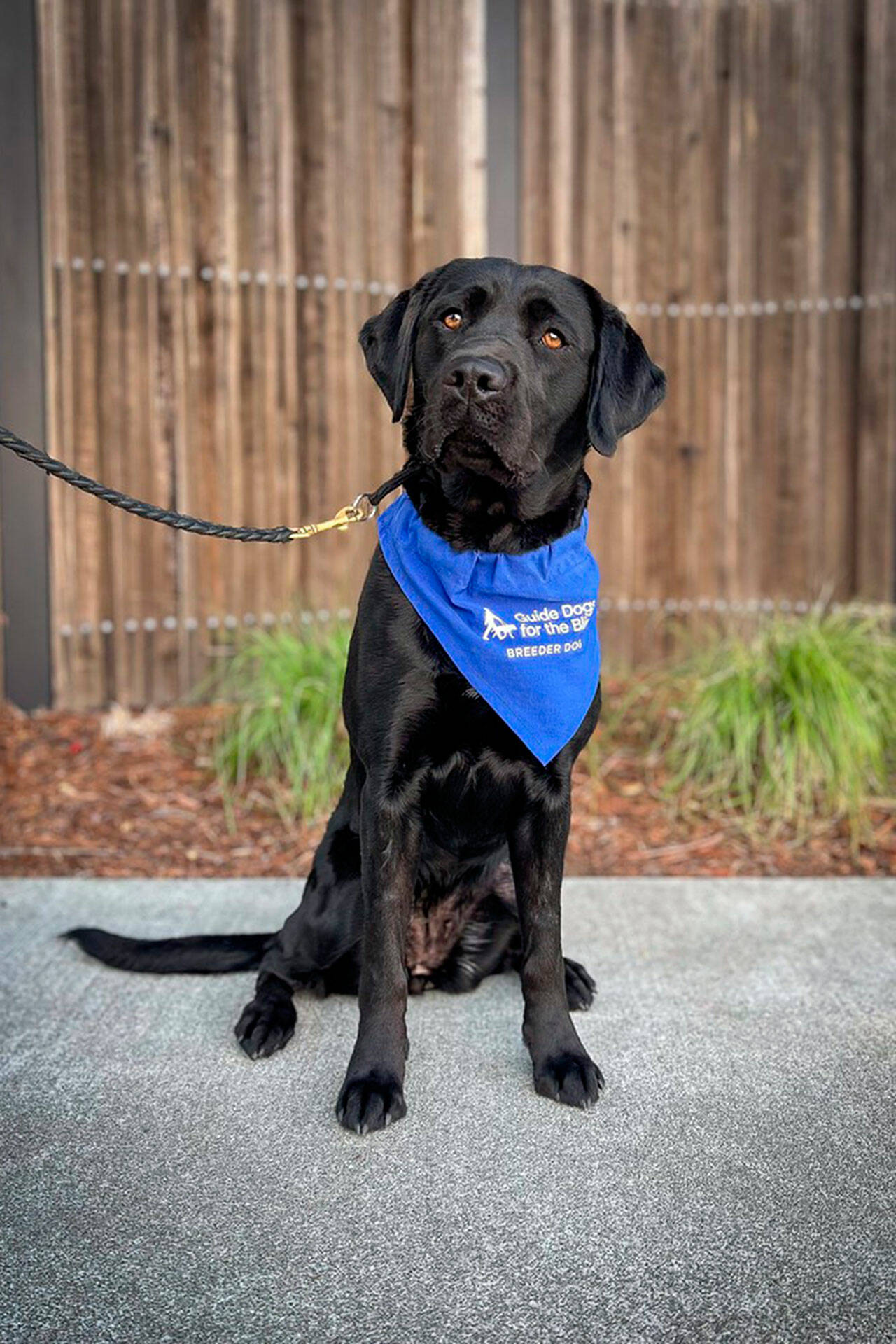 Photo courtesy Guide Dogs for the Blind
Mattie, a black lab raised by Claudine and Rich Sill, will become the first guide dog with Sequim Puppy Raisers to become a puppy breeder for Guide Dogs for the Blind.