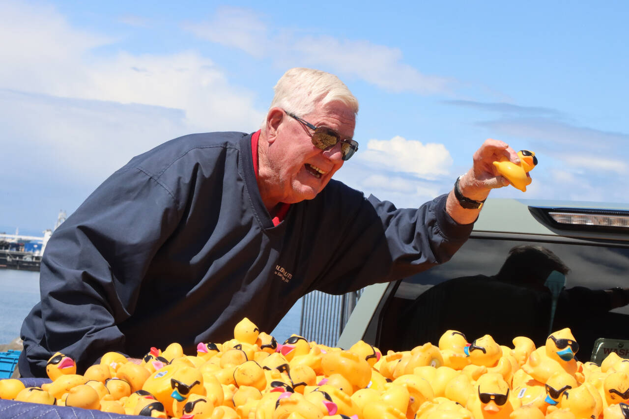 Photo by Dave Logan/For Olympic Peninsula News Group
Gary Reidel, representing Wilder Toyota, plucks the winning entry in the Great Olympic Peninsula Duck Pluck from a truck on May 19. Wilder sponsored the winners prize of a 2024 Toyota Corolla. There was 28,764 ducks sold this year as of race day. The all-time high was back in 2008 when more than 36,000 were sold.