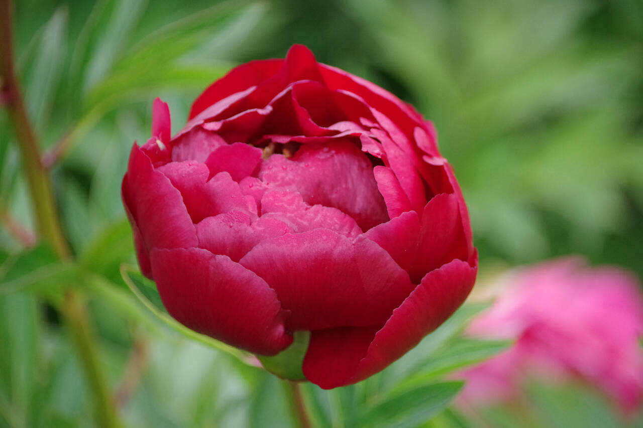 Photo by Leslie A. Wright / Learn about peony growing and care at the Sequim Botanical Garden Society’s next “Work to Learn” Party on May 25. Pictured is a Walter Mains peony.