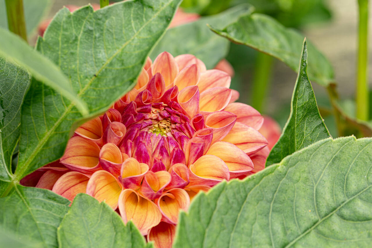 Photo by Rob Drake
Prep your garden for warmer days as the North Olympic Peninsula heads into the late spring and early summer seasons.