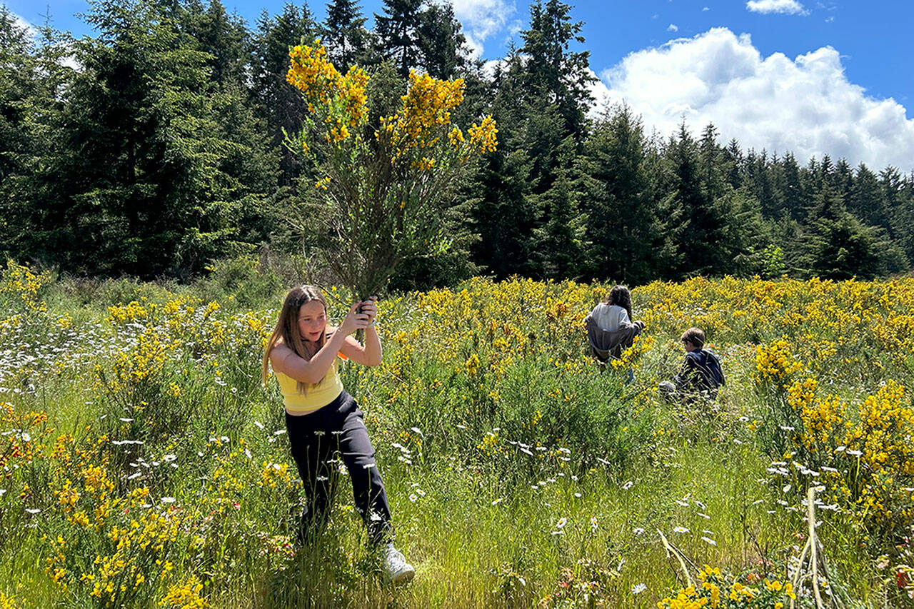 Sequim Gazette photo by Matthew Nash/ Olivia Thompson removes some scotch broom from property near the Olympic Discovery Trail during a field trip for Sequim Middle School sixth grade science classes. Students learned about invasive species, salmon’s life cycles, and more.