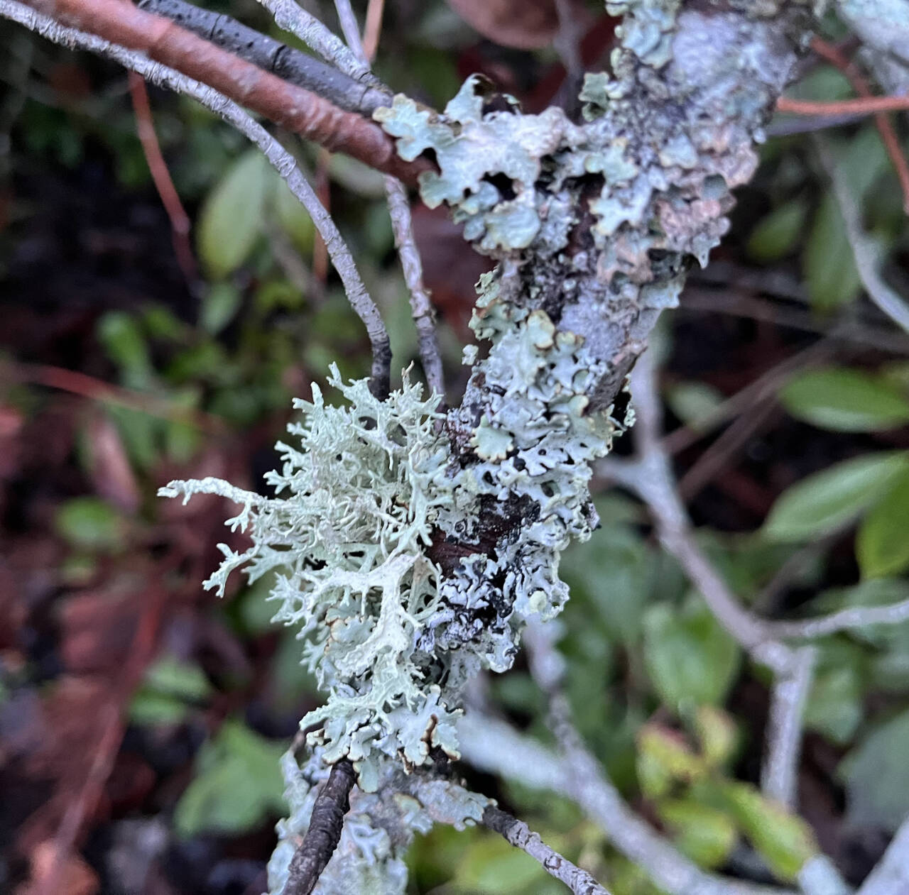 Photo by Muriel Nesbit 
Learn more about lichens from Master Gardener Muriel Nesbitt at the next Green Thumb Education Series presentation, “Lichens: They Are Not What You Thought They Were,” on June 13 in Port Angeles or online.