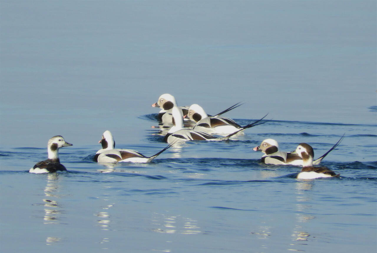 Photos COURTESY OF Bob Boekelheide
Learn about long-tailed ducks and other diving birds from Bob Boekelheide at the next Olympic Peninsula Audubon Society gathering on June 19 at the Dungeness River Nature Center.