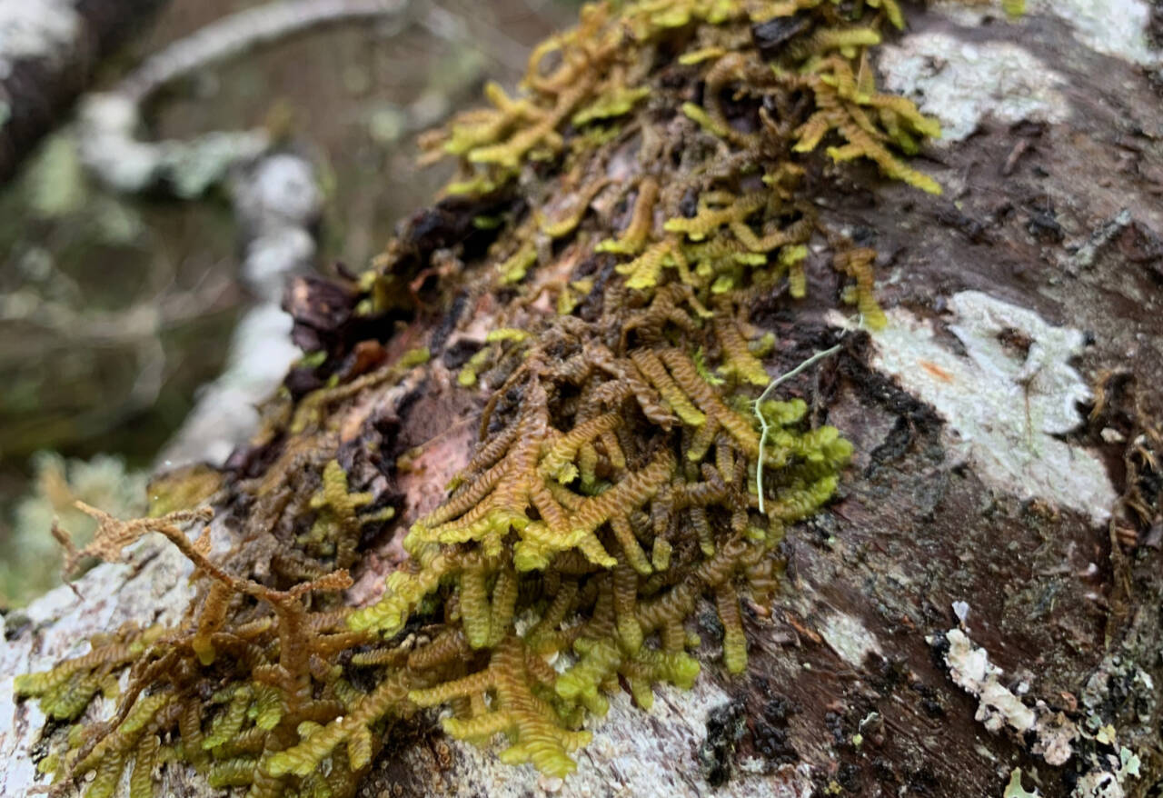 Photo by Barbara Blackie/TreeRuffle / Join natural science educator Barbara Blackie for the Green Thumb Education Series presentation, “Small but Beautiful: Bryophyte Ecology and Diversity,” from noon-1 p.m. on Thursday, June 27, at St. Andrews Episcopal Church, 510 E. Park Ave.