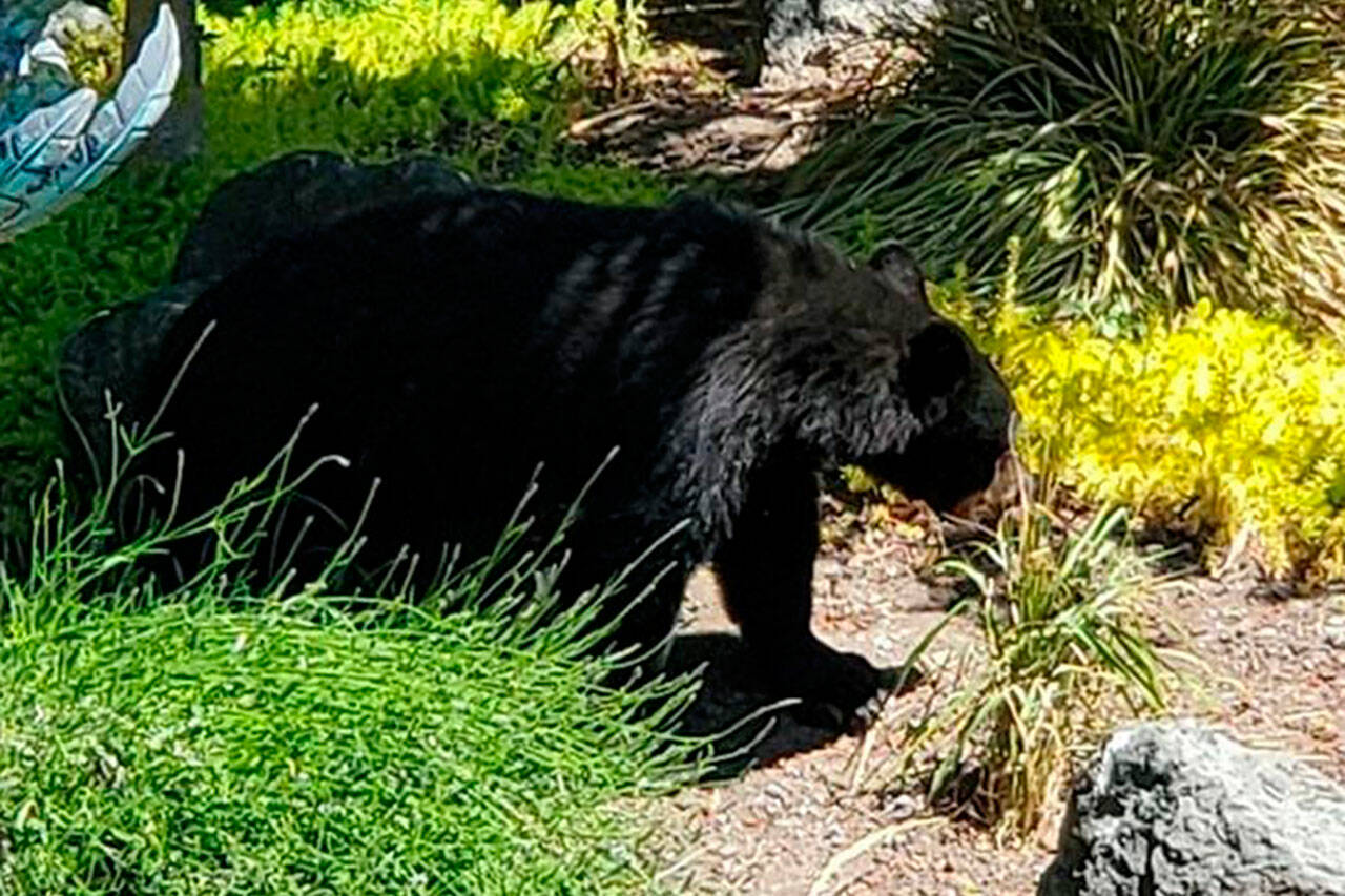 Photo courtesy the Rollins Family
This black bear was spotted near Sequim-Dungeness Way on June 18 in the Woodland Heights neighborhood. Neighbors there report they haven’t seen a bear in that area for at least 15 years.